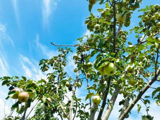 康斯特的果子熟啦！